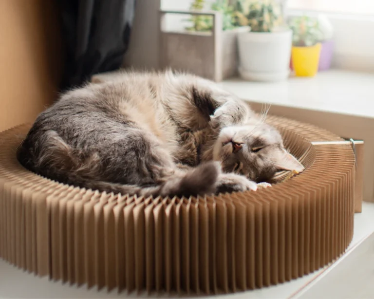 automatic water feeder dogs