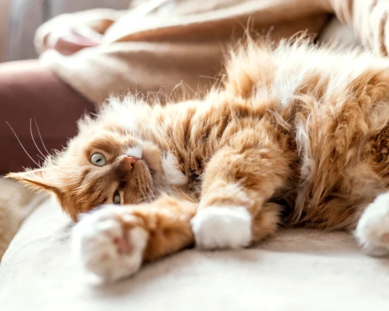 automatic dog water feeder